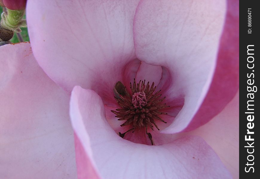 magnolia center