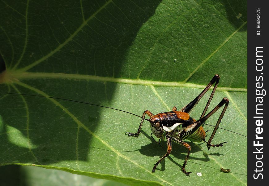 greppelsprinkhaan -- Roesel&#x27;s bush-cricket -- Metrioptera roeselii. greppelsprinkhaan -- Roesel&#x27;s bush-cricket -- Metrioptera roeselii