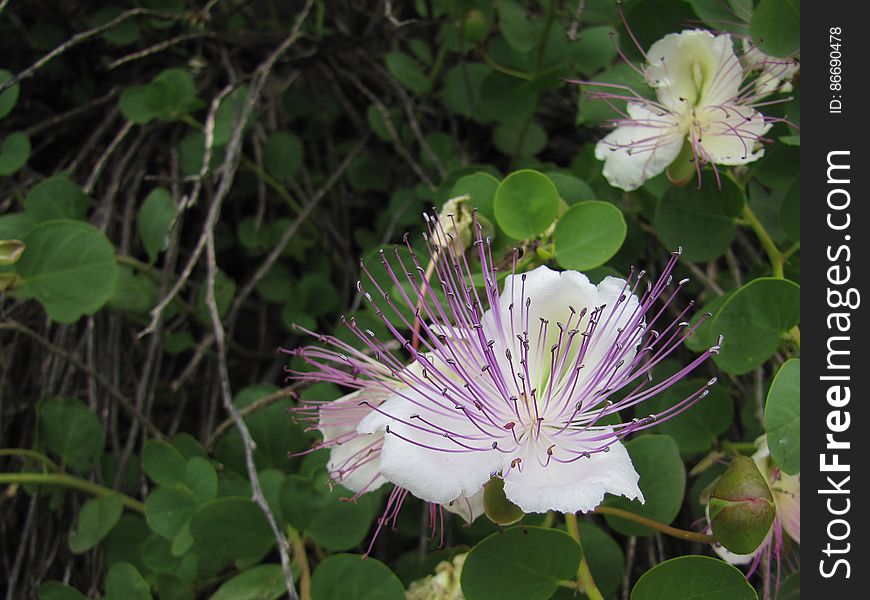Flower, Plant, Petal, Terrestrial Plant