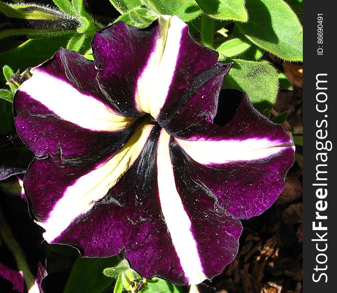 purple and white pinwheel petunia
