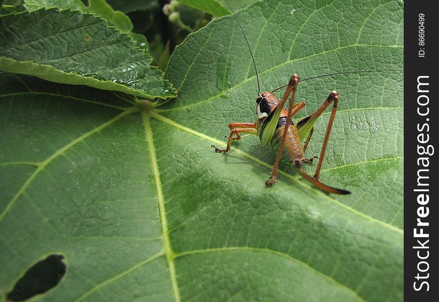 greppelsprinkhaan -- Roesel&#x27;s bush-cricket -- Metrioptera roeselii. greppelsprinkhaan -- Roesel&#x27;s bush-cricket -- Metrioptera roeselii