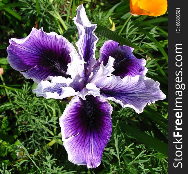 purple-and-white dwarf iris 1