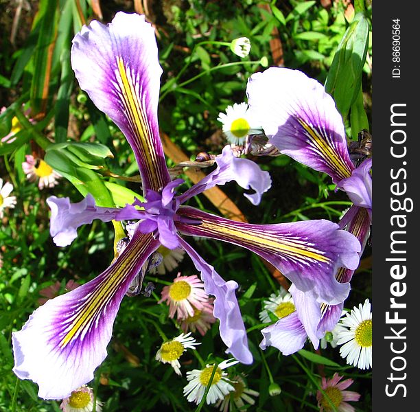purple-and-white dwarf iris 3