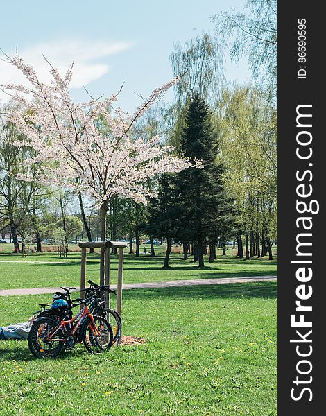 Cherry blossom in “Uzvaras parks” &#x28;“Victory park”&#x29;, Riga, Latvia.