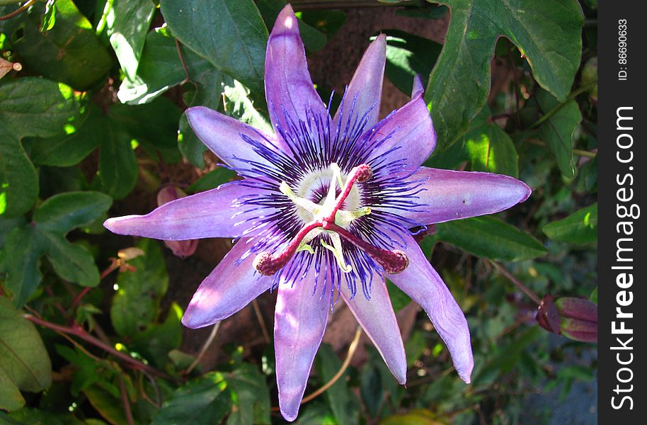 purple passionflower 1