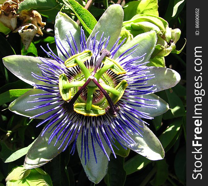 blue-and-white passionflower