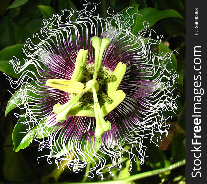passionflower center