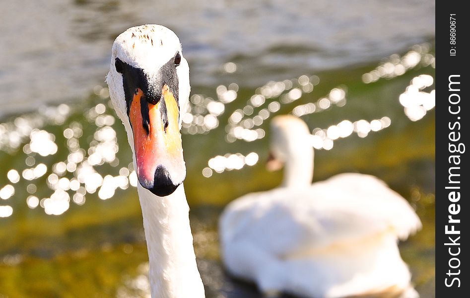 White Swan Head Closeup