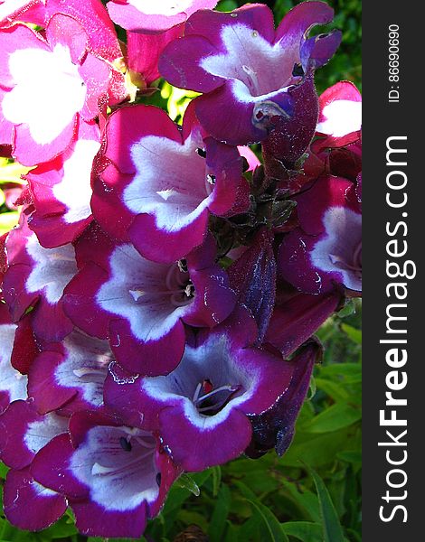 Pink-and-white Bell-shaped Flowers