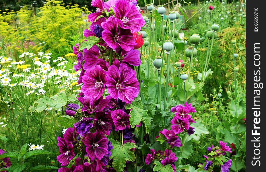 PUBLIC DOMAIN DEDICATION Digionbew 10. June July 25-06-16 Hollyhock And Poppy Seed Pods LOW RES DSC02465