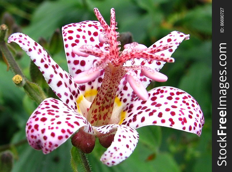 pink-and-white spotted flower