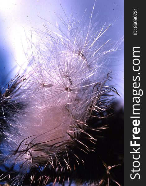 Dandelion Fluff Against Blue