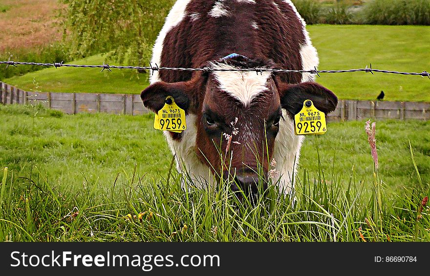 FUJI BEW ORIG 2. - Digionbew 8. June 12-06-16 - Calf At Fence LOW RES S1440351