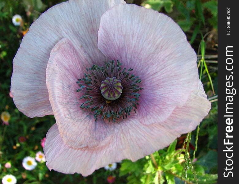 lavender-white poppy