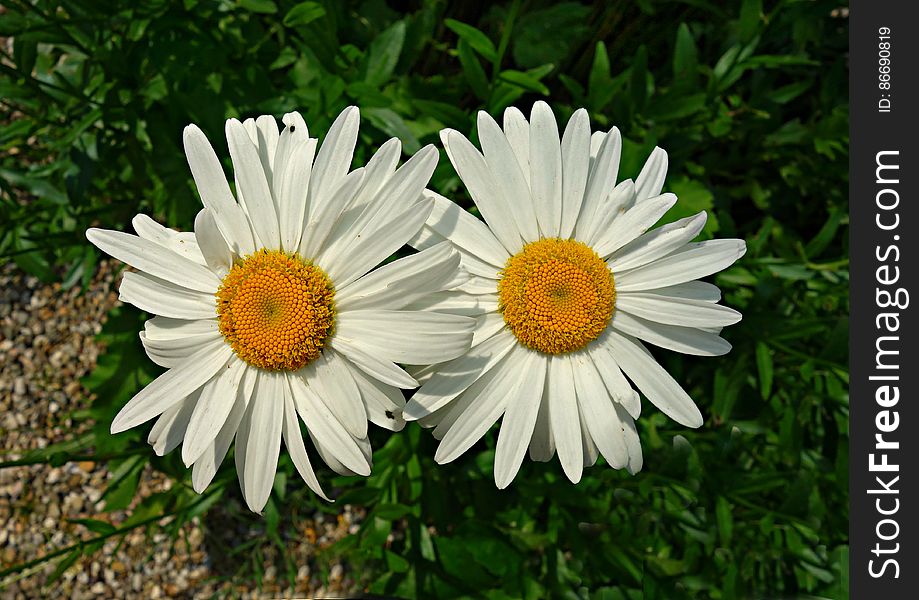 PUBLIC DOMAIN DEDICATION - Pixabay - digionbe 11. 04-07-16 Ox eye daisies at Frankendael LOW RES DSC04247