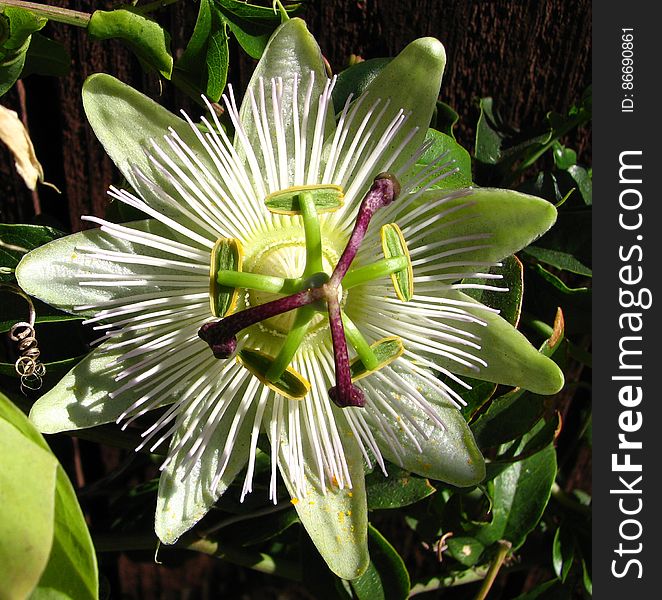 Green-and-white Passionflower