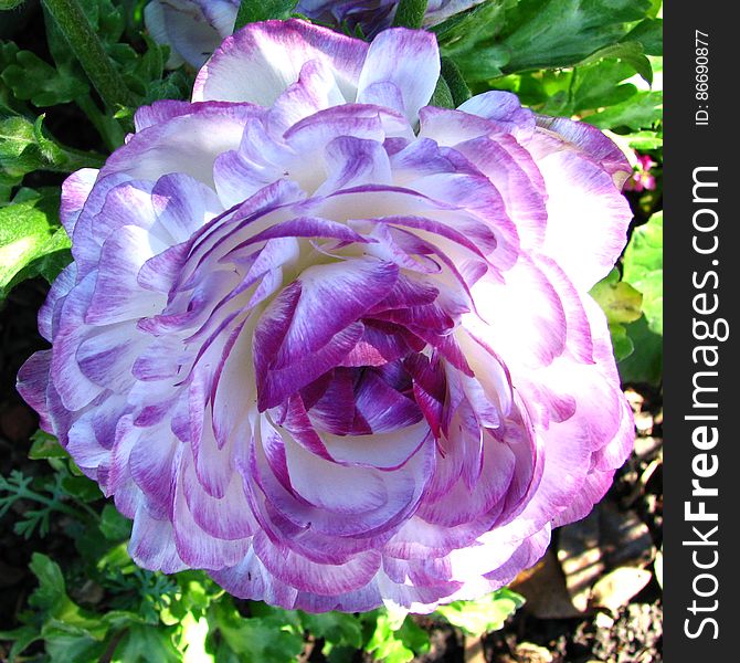 violet-and-white ranunculus