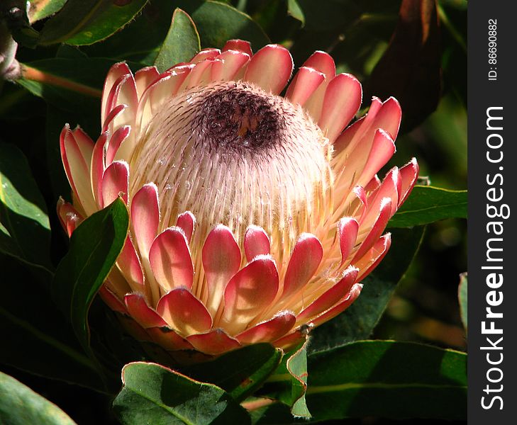 protea 1