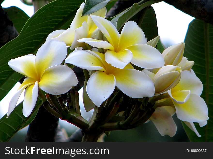 Plumeria 1