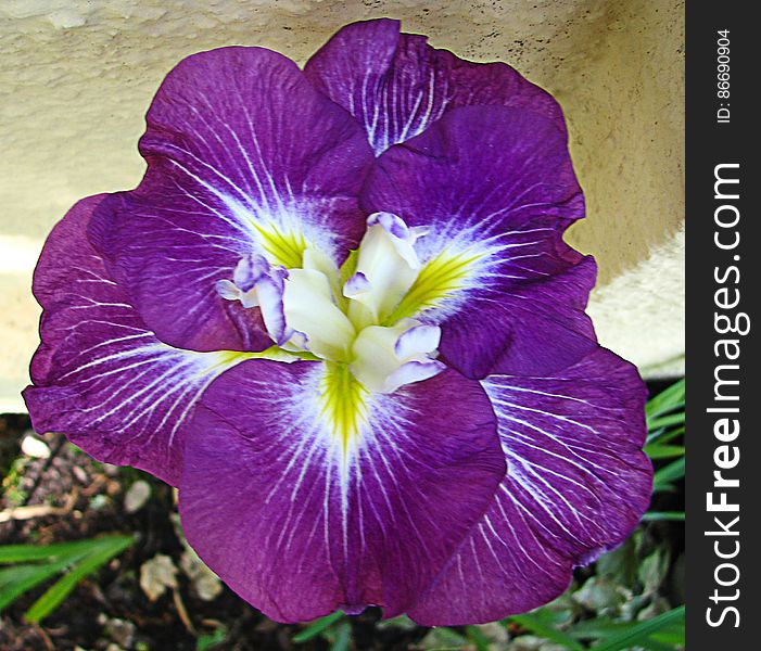 purple Japanese iris
