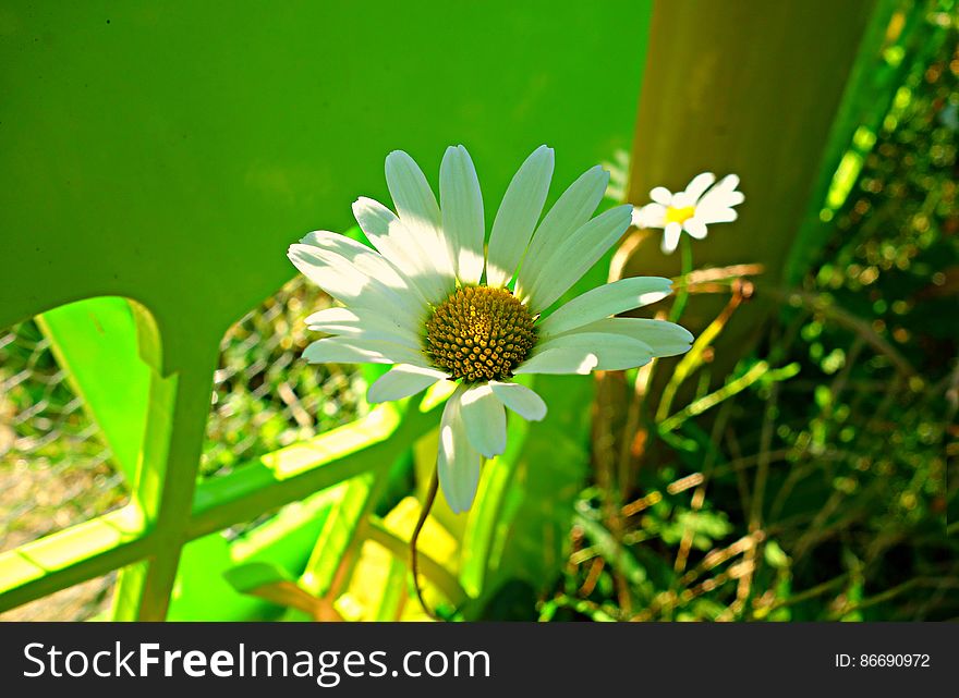 PUBLIC DOMAIN DEDICATION - Pixabay- Digionbew 11. 03-0-16 DaisY At Green Fence LOW RES DSC04139