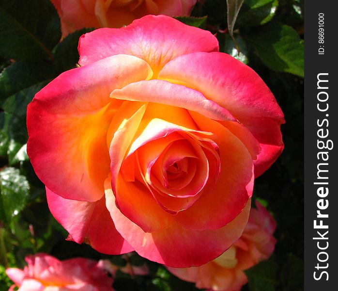 pink-orange-yellow rose