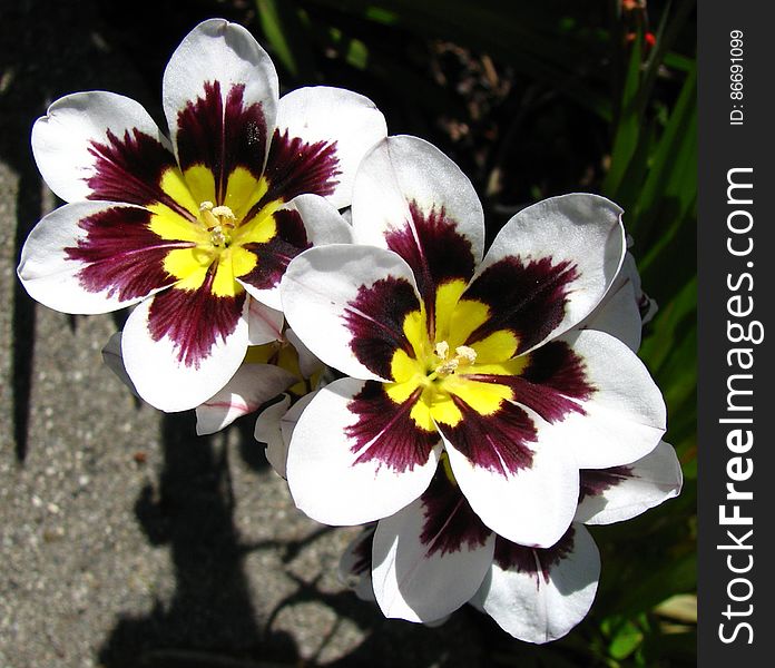 Purple-white-yellow Flowers