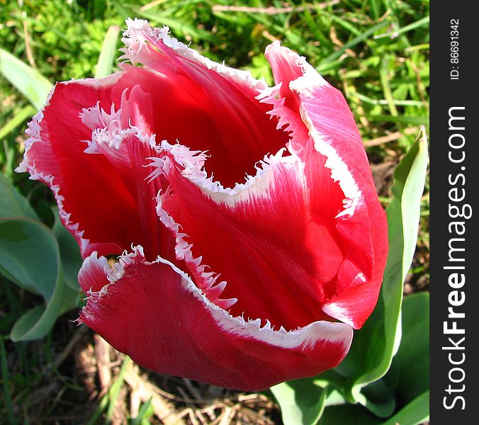 red-and-white fringed tulip