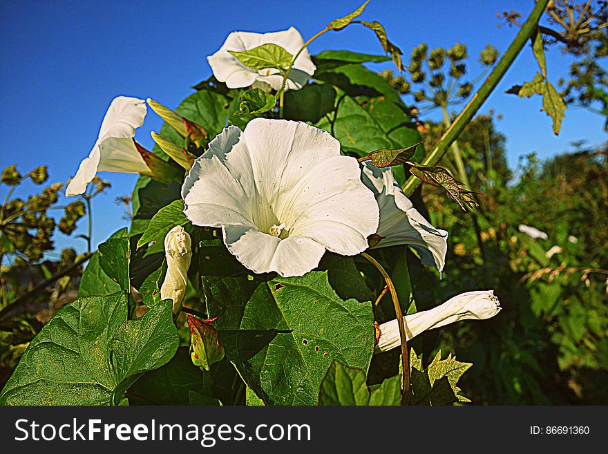 PUBLIC DOMAIN DEDICATION - Pixabay- Pexels digionbew 16. 18-08-16 Hedge bindweed LOW RES DSC09645