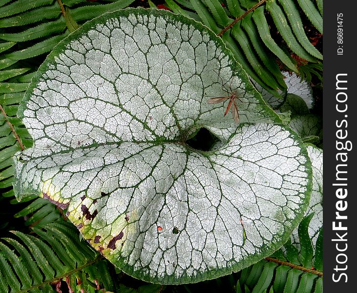 green-and-white leaf 2