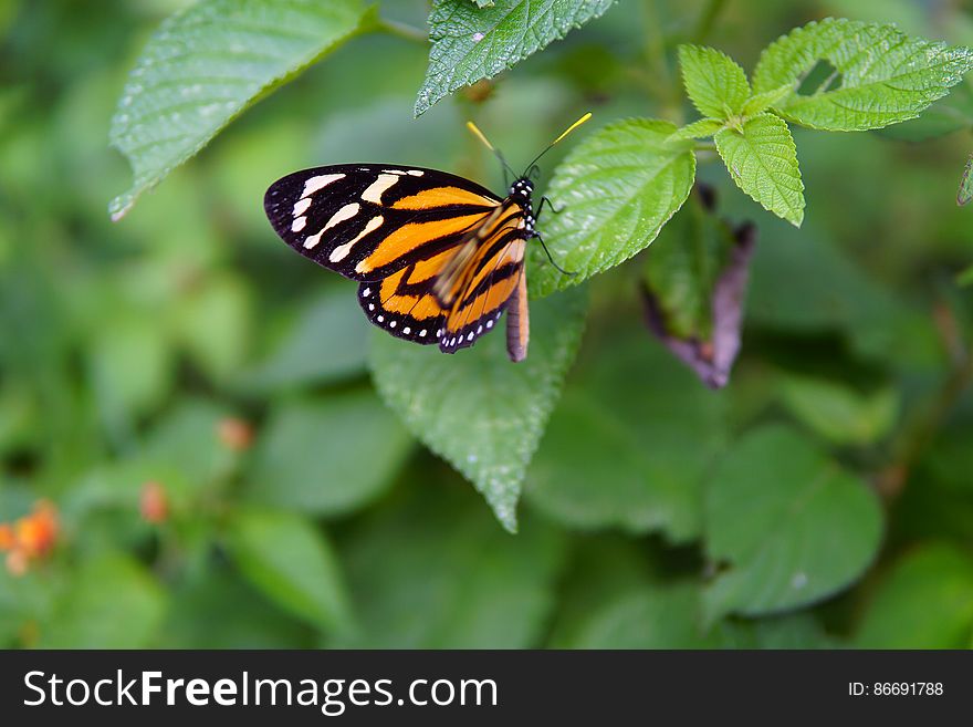 Dotted Butterfly