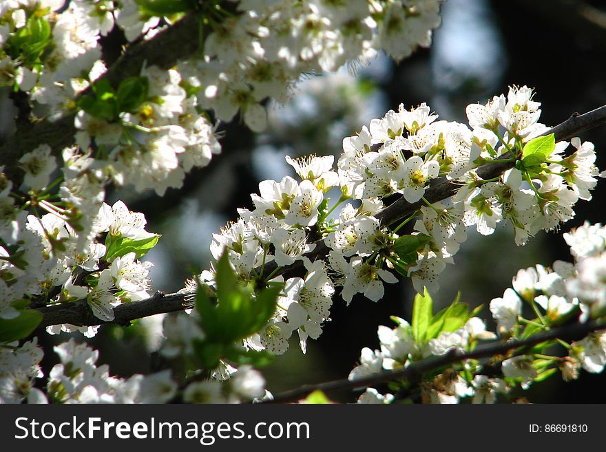 white fruit-tree blossoms 2