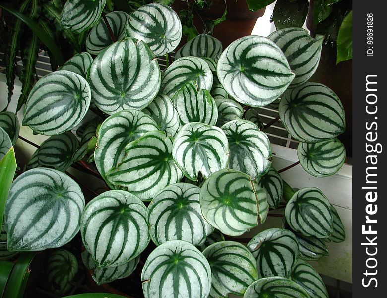 green-and-white leaves 1