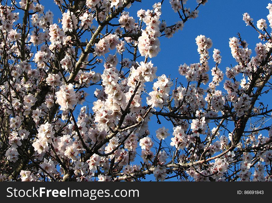white fruit-tree blossoms 1