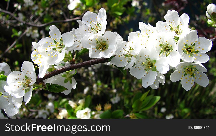 white fruit-tree blossoms 3