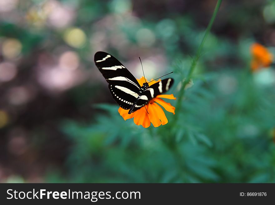 Zebra butterfly