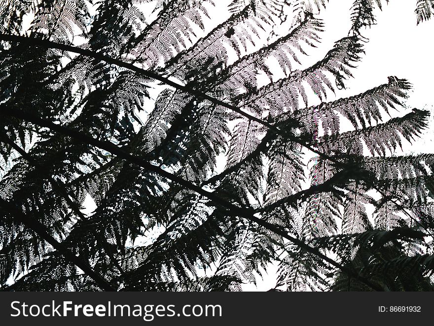 fern patterns