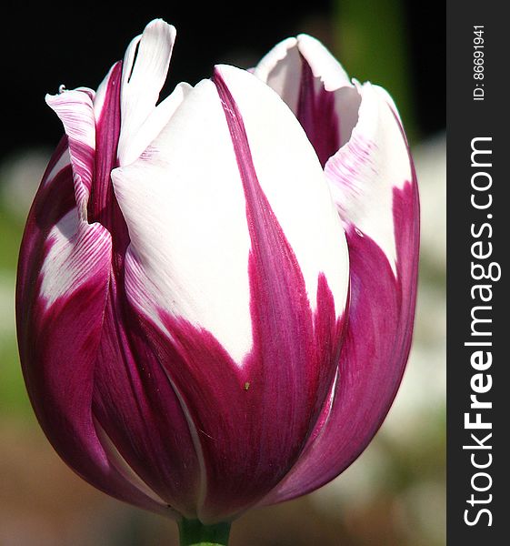 purple-and-white Rembrandt tulip