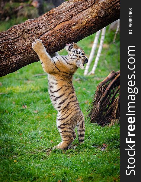 One of the two cubs at the zoo in Duisburg, Germany. One of the two cubs at the zoo in Duisburg, Germany.