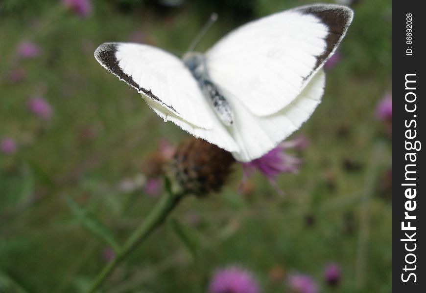 White butterfly, Downe House