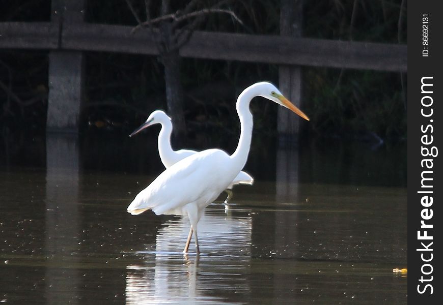 Great White Egret With A Little Egret