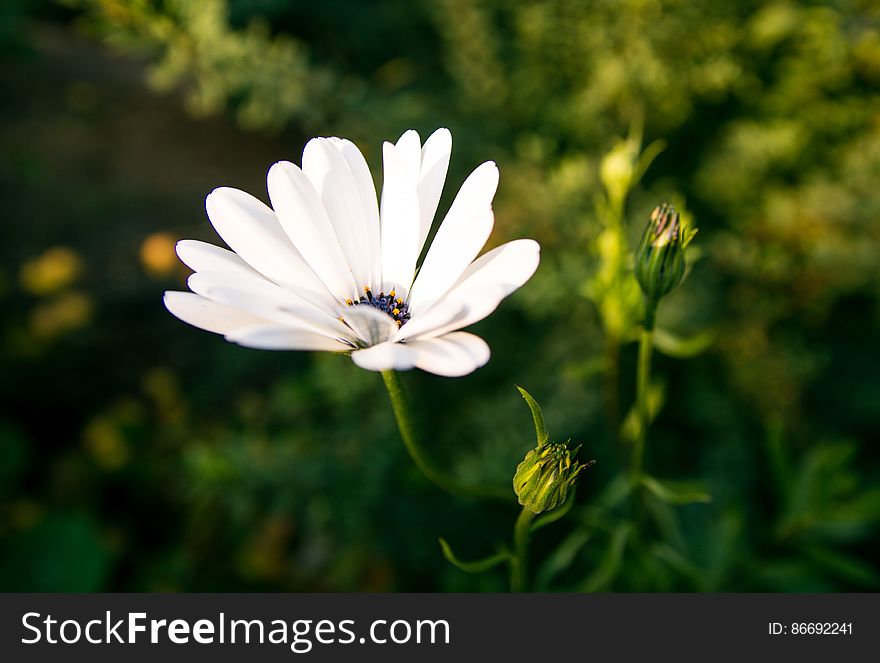 White Osteospermum Flower