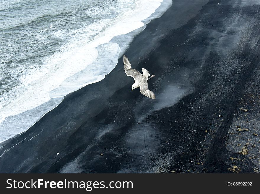Iceland Seagull