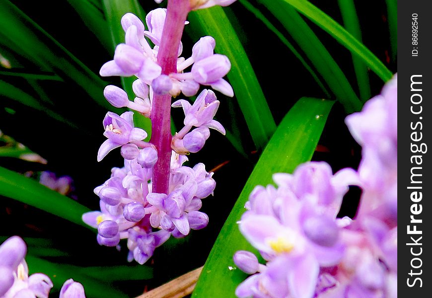 Floral Explosion