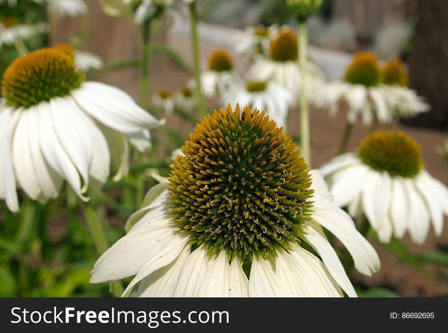 White Swan Coneflower 1