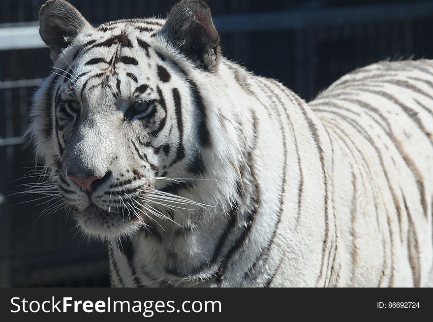 Royal White Bengal Tiger 11