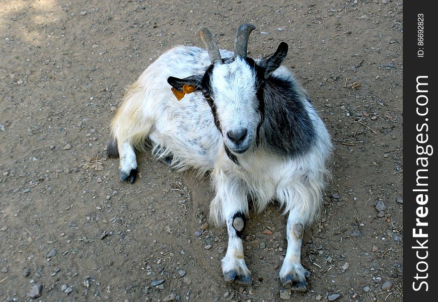 Silly Dwarf Goat