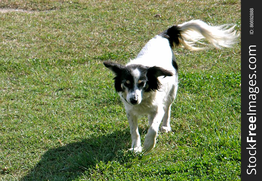 Meaning butterfly in french, not a very original name, since her breed is called &#x22;Papillon&#x22; too. She is very shy and won&#x27;t let anyone touch her, but she will always follow you around.