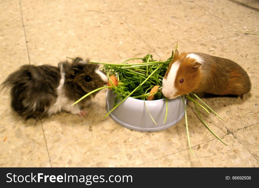 Here Koko and Twinkie were enjoying a nice bowl of veggies. [I went to visit the guinea pigs in my mom&#x27;s classroom yesterday to do a health check up and cut their nails before they left for the holidays with one of the children&#x27;s family.]. Here Koko and Twinkie were enjoying a nice bowl of veggies. [I went to visit the guinea pigs in my mom&#x27;s classroom yesterday to do a health check up and cut their nails before they left for the holidays with one of the children&#x27;s family.]
