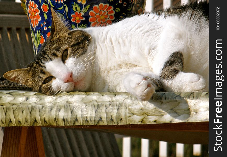 Who hasn&#x27;t ever envied a cat&#x27;s ability to relax?